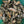 Load image into Gallery viewer, NC Select Single Oysters
