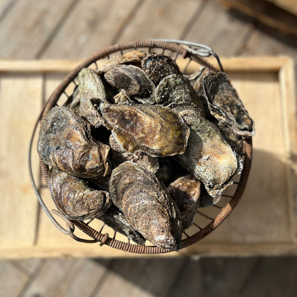 NC Select Single Oysters