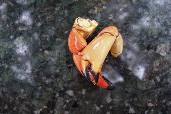 N.C. Stone Crab Claws