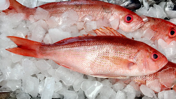 Fresh Red Snapper Filet